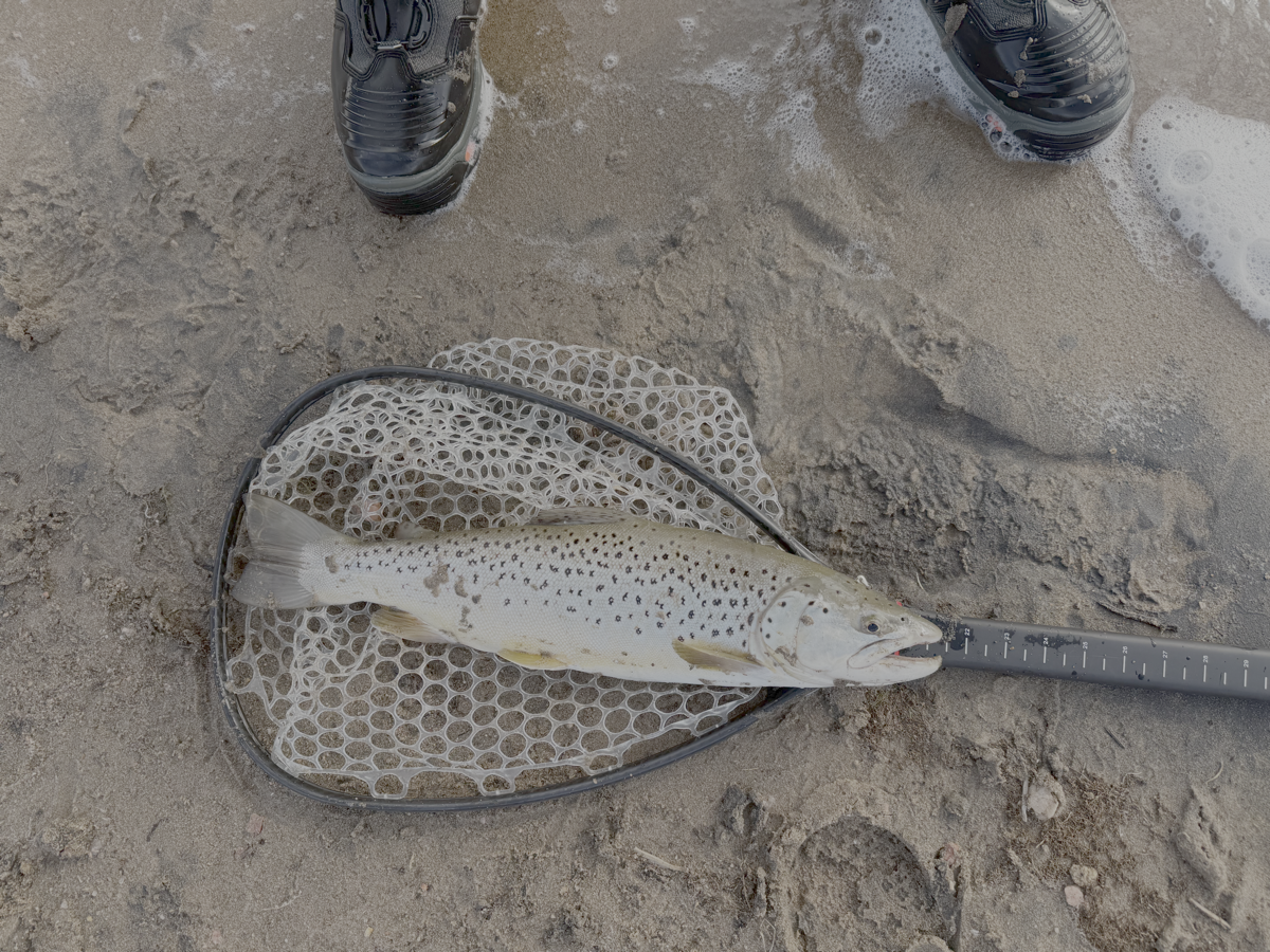 A trout on a landing net and measuring board near the shore, used as Colorado Trophy Trout field report imagery.